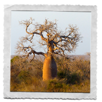 Baobab de Madagascar.