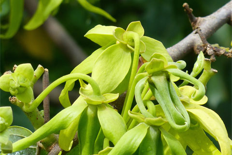 Les huiles essentielles et les spa, trésors de bien être à Madagascar.