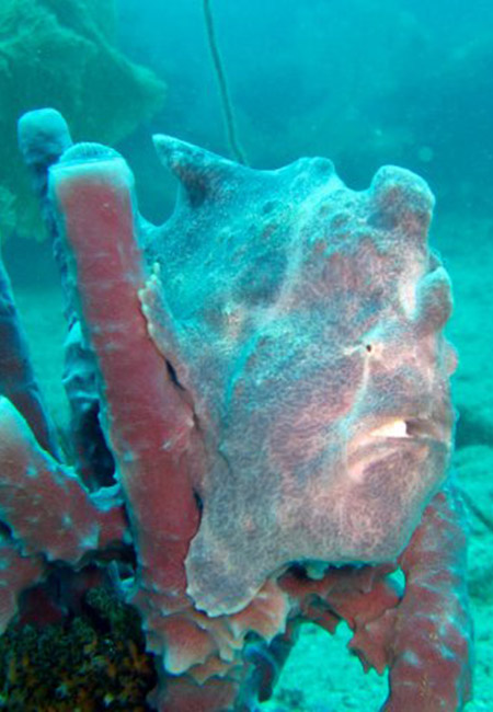 Snorkeling, plongée et sports nautiques.