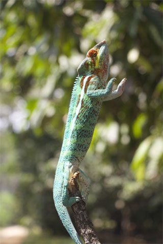 Parcs nationaux et réserves naturelles à Madagascar