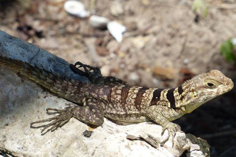 Parcs nationaux et réserves naturelles à Madagascar