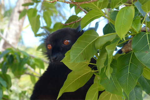 Parcs nationaux et réserves naturelles à Madagascar