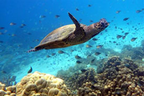 Snorkeling, plongée et sports nautiques à Madagascar.