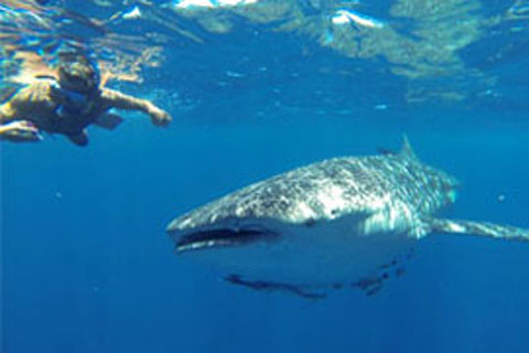 Snorkeling, plongée et sports nautiques à Madagascar.