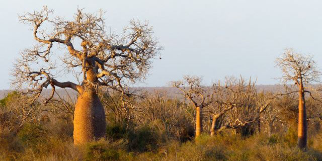 Randonnées et trek â Madagascar.