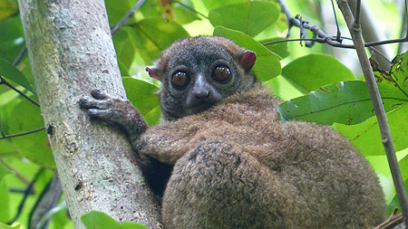 Lémurien de Madagascar.