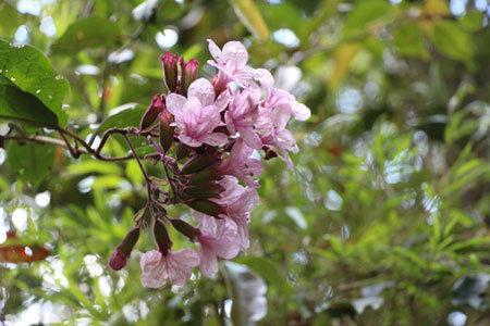Fleur de Madagascar.