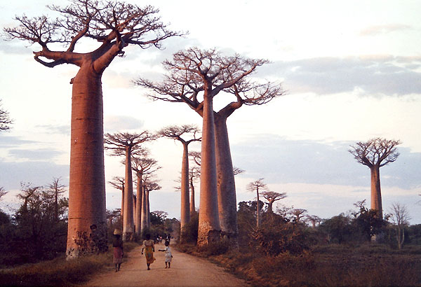 Baobabs à Madagascar.