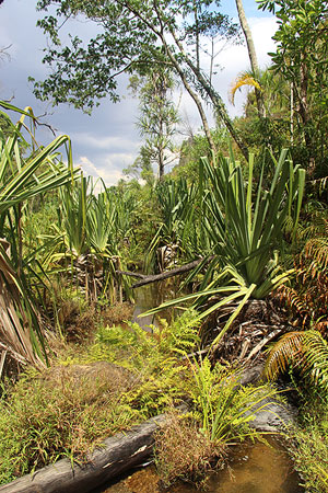 Jungle à Madagascar.