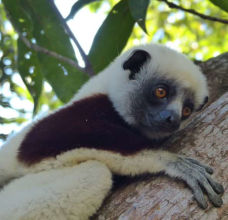 Articles et actualités à Madagascar.