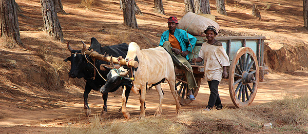 Les Hautes Terres Centrales de Madagascar.