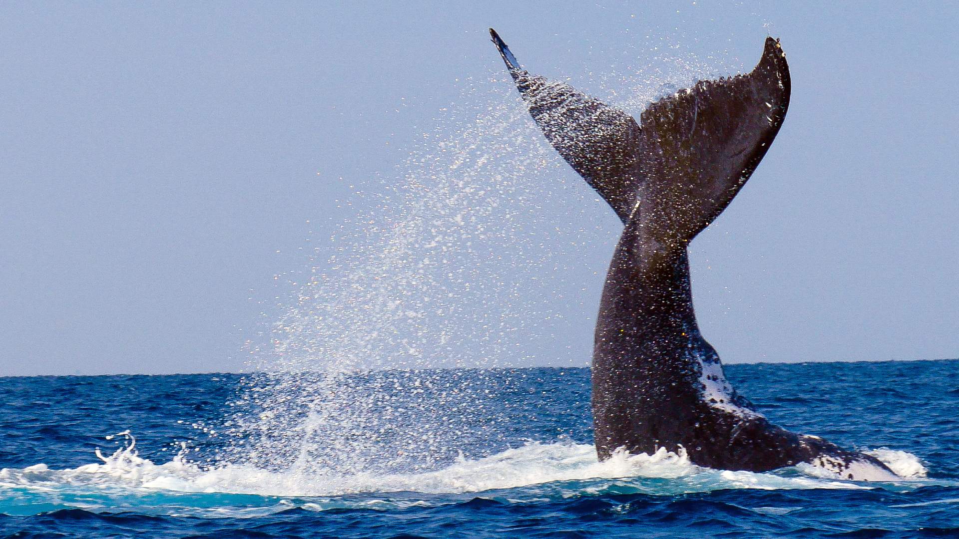 baleine a bosse de Madagascar