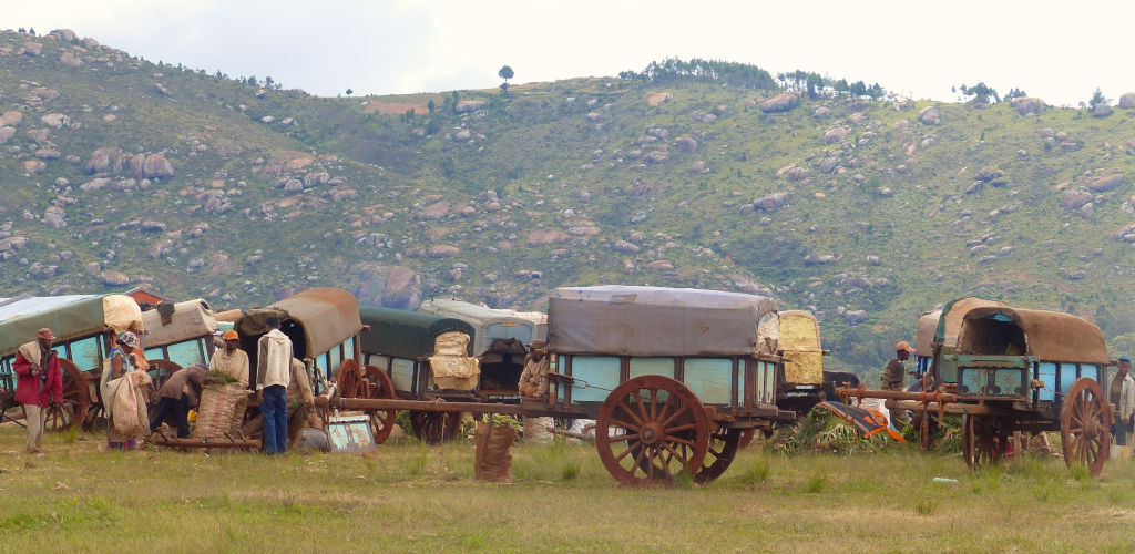 charrette à zebus au marché des hautes terres à Madagascar.
