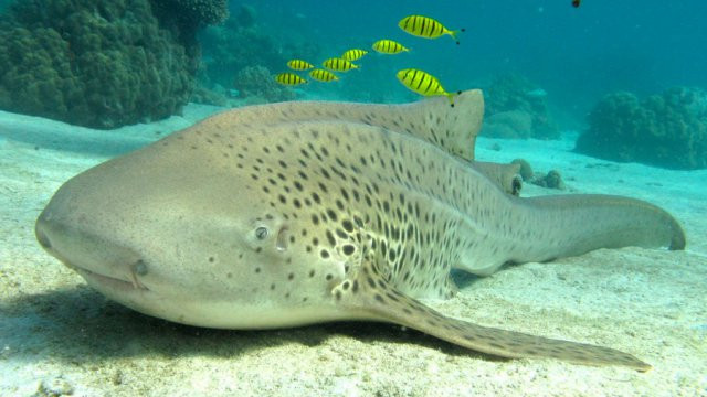 La beauté des fonds marins de Madagascar.