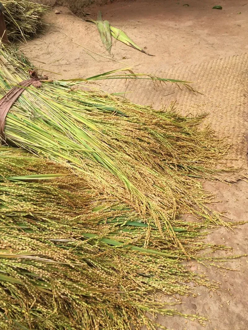 Récolte de riz à Madagascar