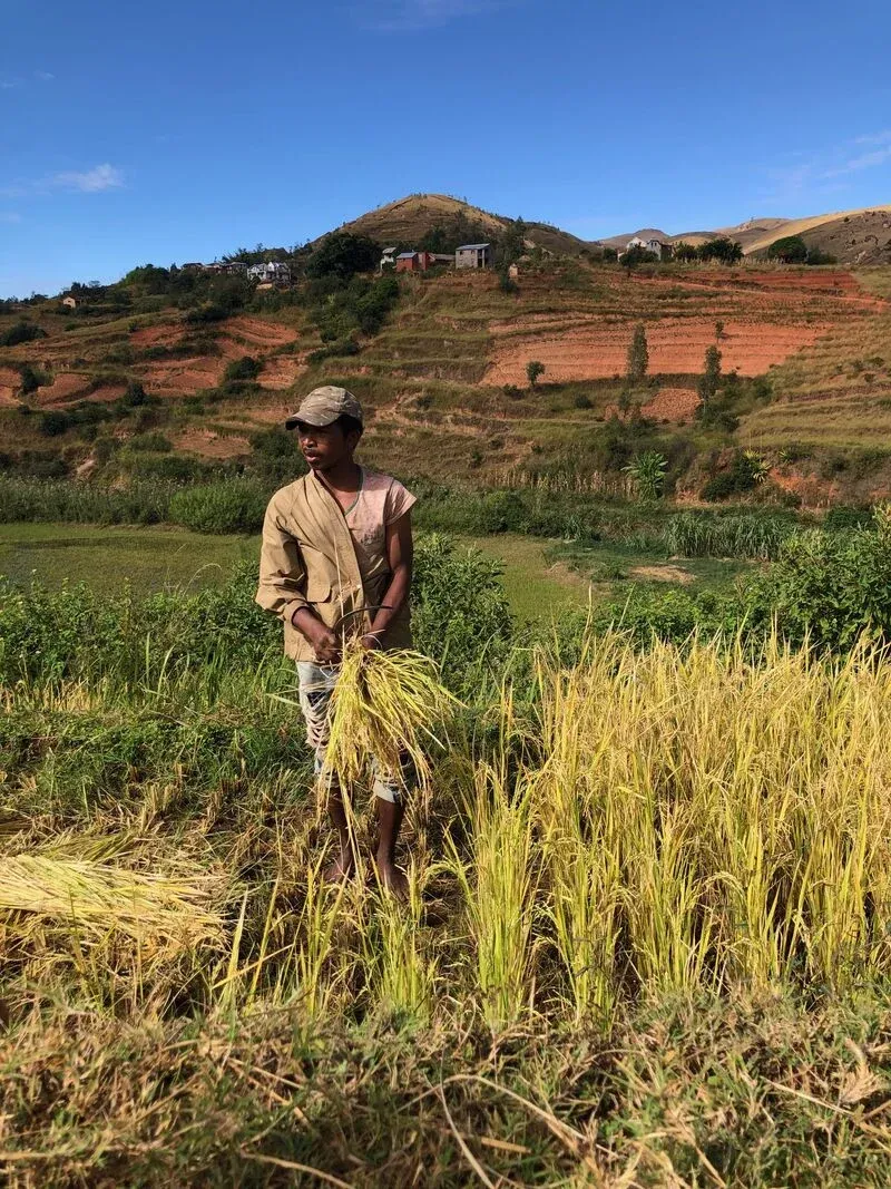 Un agriculteur debout dans un champ de riz en terrasses avec paysages montagneux à Madagascar