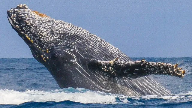 Baleine à bosse dans les eaux de Madagascar